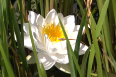 Water lily at Alvierbad