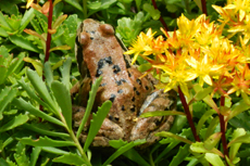 Toad with st. john's wort