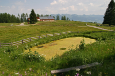 Biotop in der Nähe der 'Alpe Rona'
