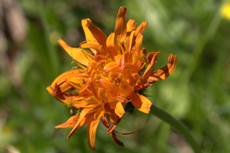 Arnica