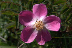 Wild rose