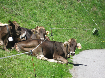 Kühe auf der Tschengla