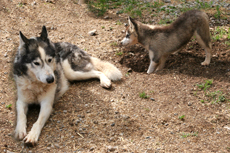 Huskies enclosure