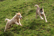 Young huskies love to play