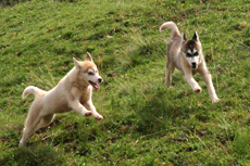 Junge Huskies beim Spielen