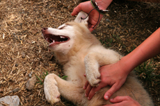 The huskies are allowed to be caressed