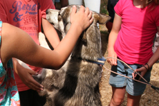 Children caress a Husky