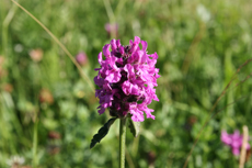 Wild orchid