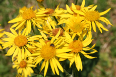 Arnica