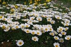 Blumen am Lünersee