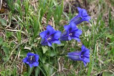 Gentian at Lünersee