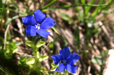 Flowers at Lünersee