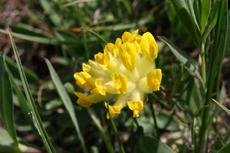 Blumen am Lünersee