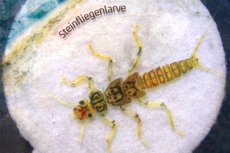 Larva of stonefly