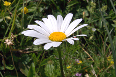 Marguerite