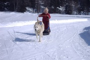 dog sledding